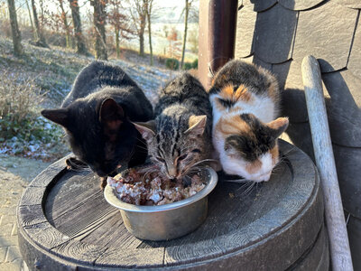 Bild vergr��ern: Als Katzenhalter/In gilt auch, wer freilaufenden Katzen regelm��ig Futter zur Verf�gung stellt.