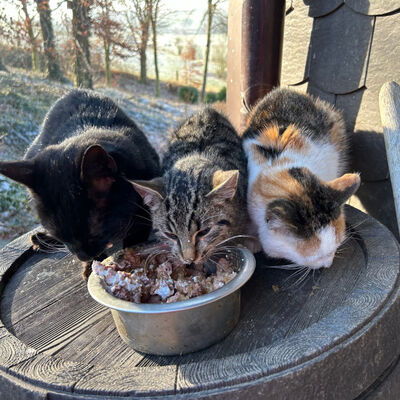 Als Katzenhalter/In gilt auch, wer freilaufenden Katzen regelm&auml;&szlig;ig Futter zur Verf&uuml;gung stellt.